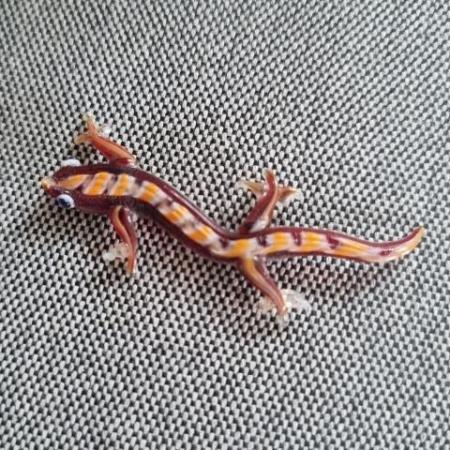 Mini Üveg GYIK Gekko